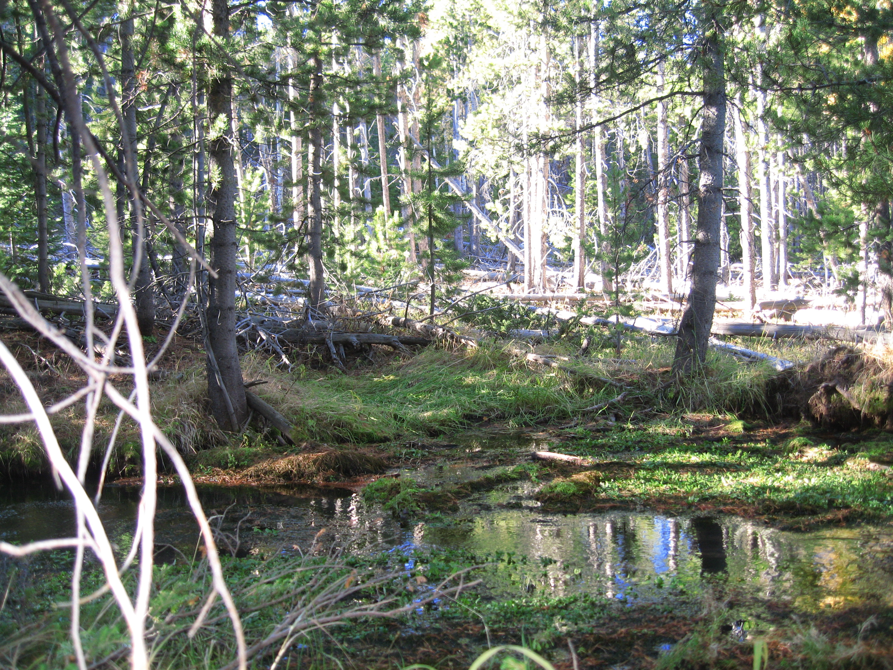 Elk Hunt Leona Springs 2011